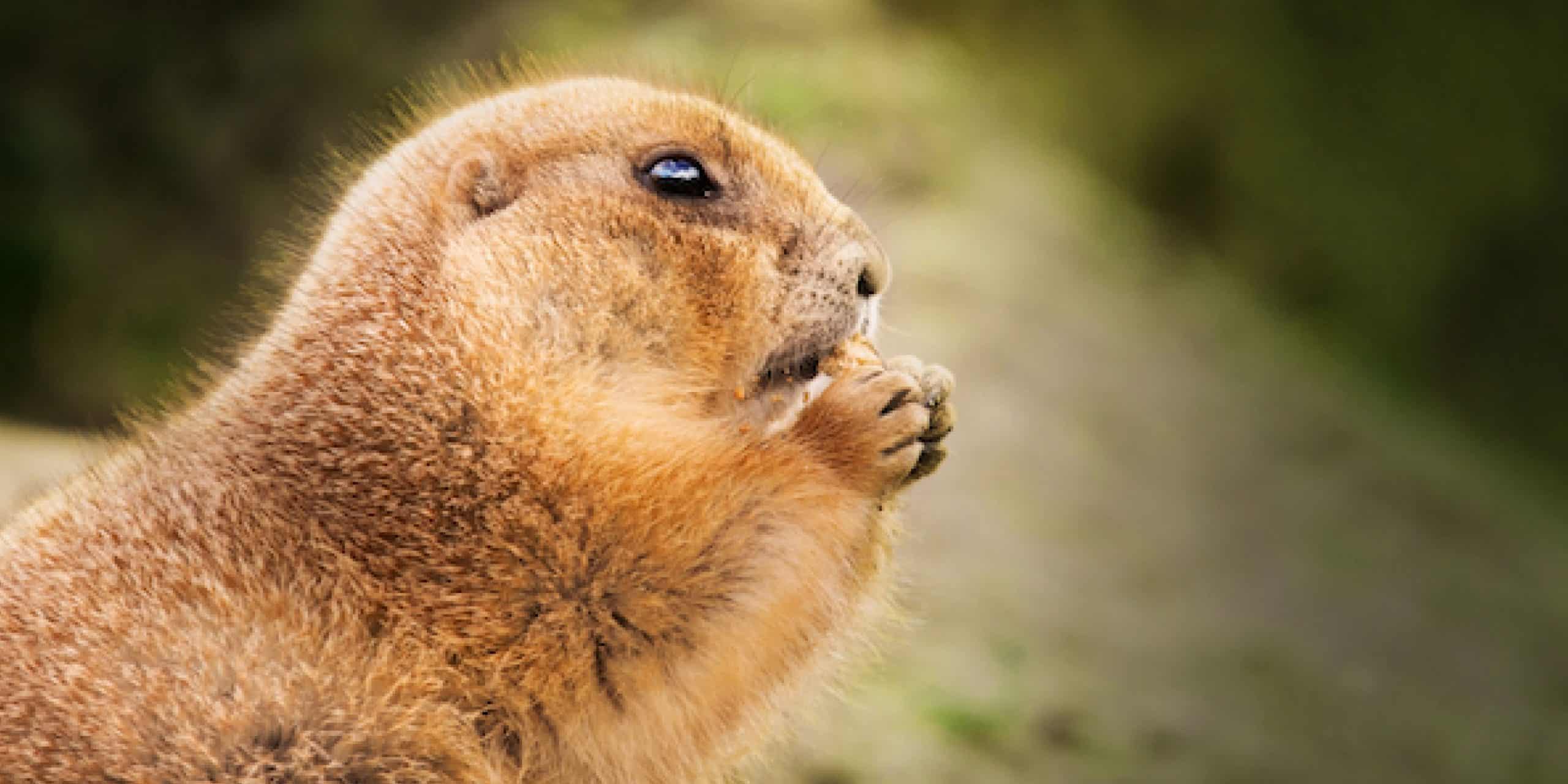 Un chien de prairie brun roux mange un morceau de nourriture orange, le tenant avec ses pattes avant, sur un arrière-plan naturel vert et marron flou.