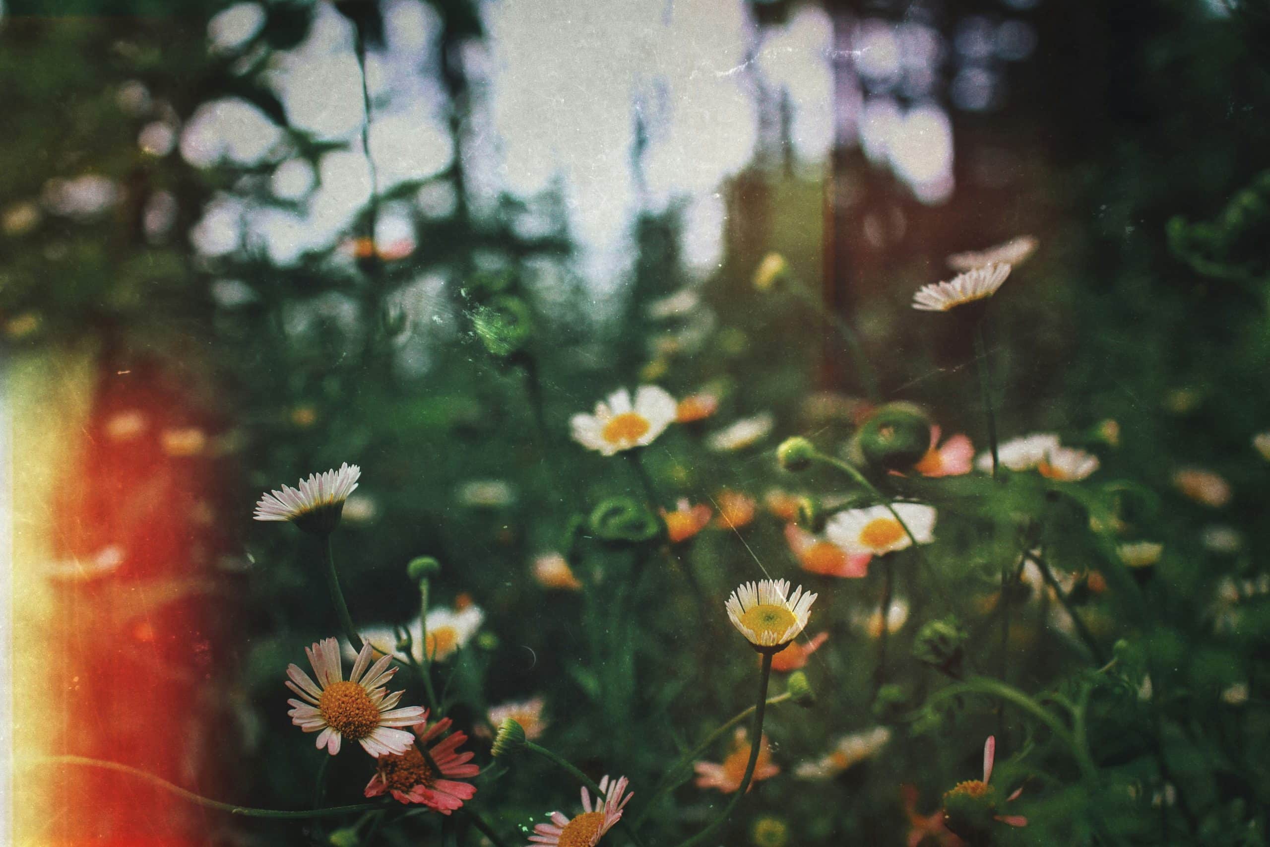 Plusieurs marguerites aux pétales blancs et cœurs jaunes éclosent dans un champ verdoyant, avec un effet vintage marqué par des grains et des fuites de lumière rougeâtres sur la gauche.