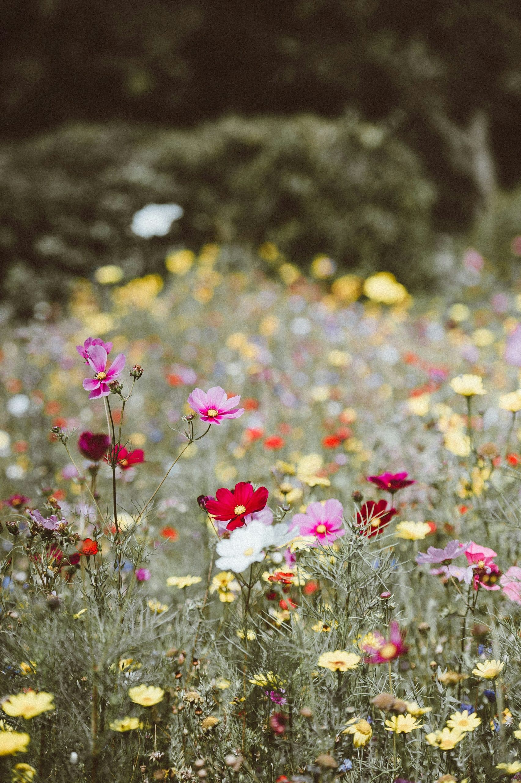 Des cosmos roses, rouges et blancs parsèment un champ de fleurs sauvages jaunes et de verdure, sous un arrière-plan végétal flou.