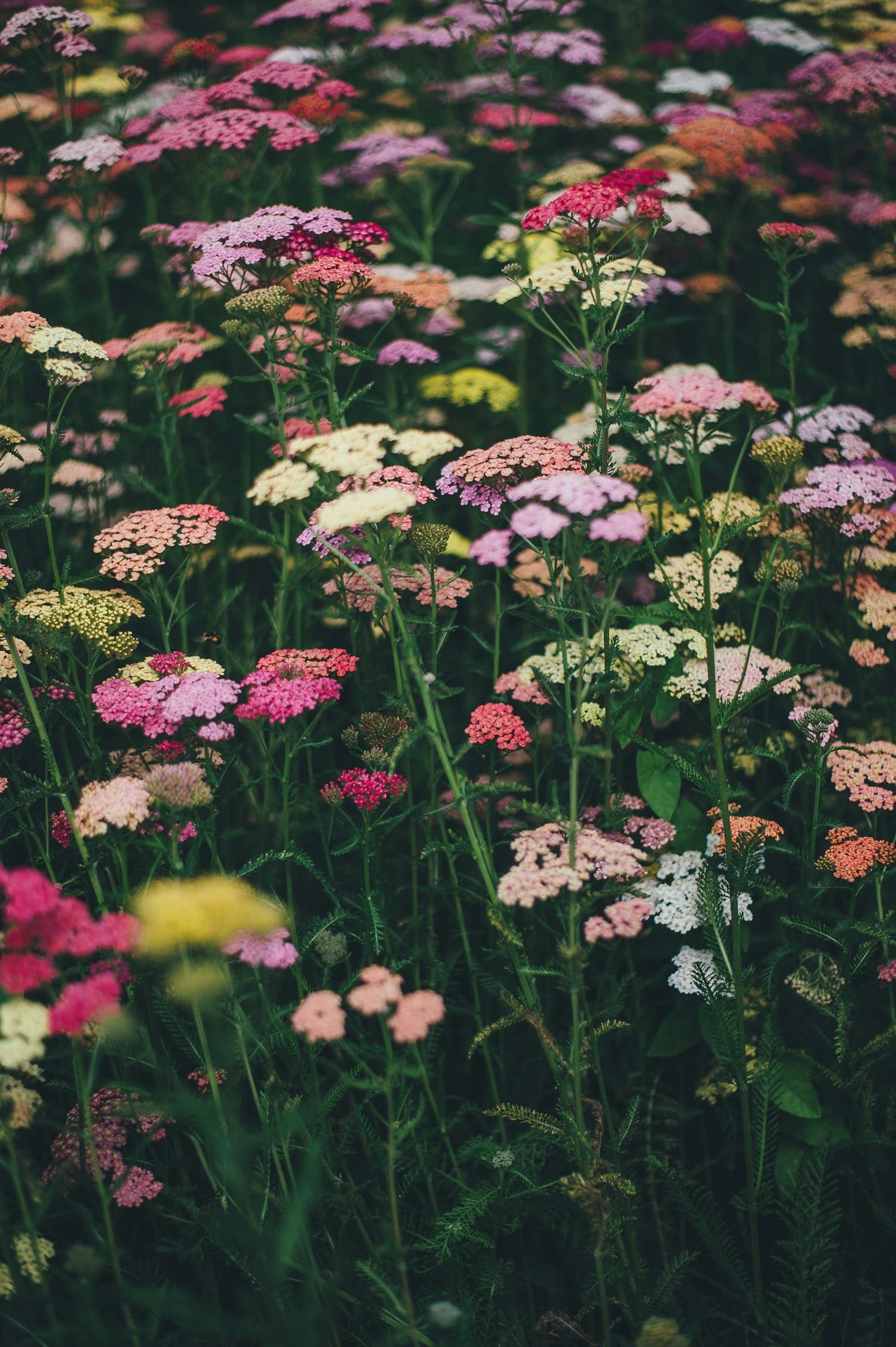 Champ dense de fleurs d'achillée millefeuille aux teintes variées (roses, blanches, jaunes, rouges) s'épanouissant sur un fond vert foncé, formant un tapis végétal.