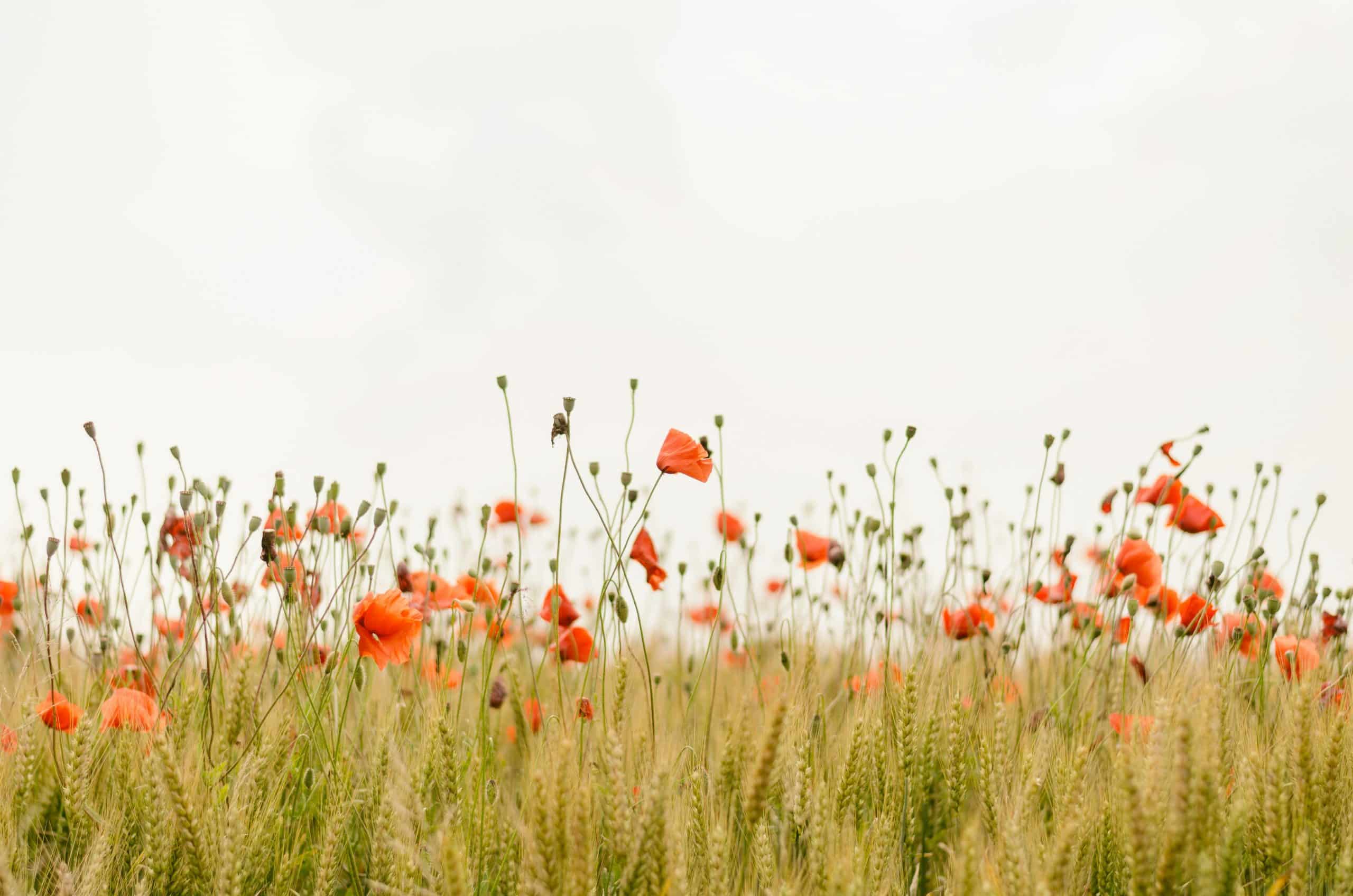 Des coquelicots rouges s'épanouissent et des épis de blé mûrissent, se dressant côte à côte dans un champ sous un ciel clair et lumineux, occupant la partie inférieure de l'image.