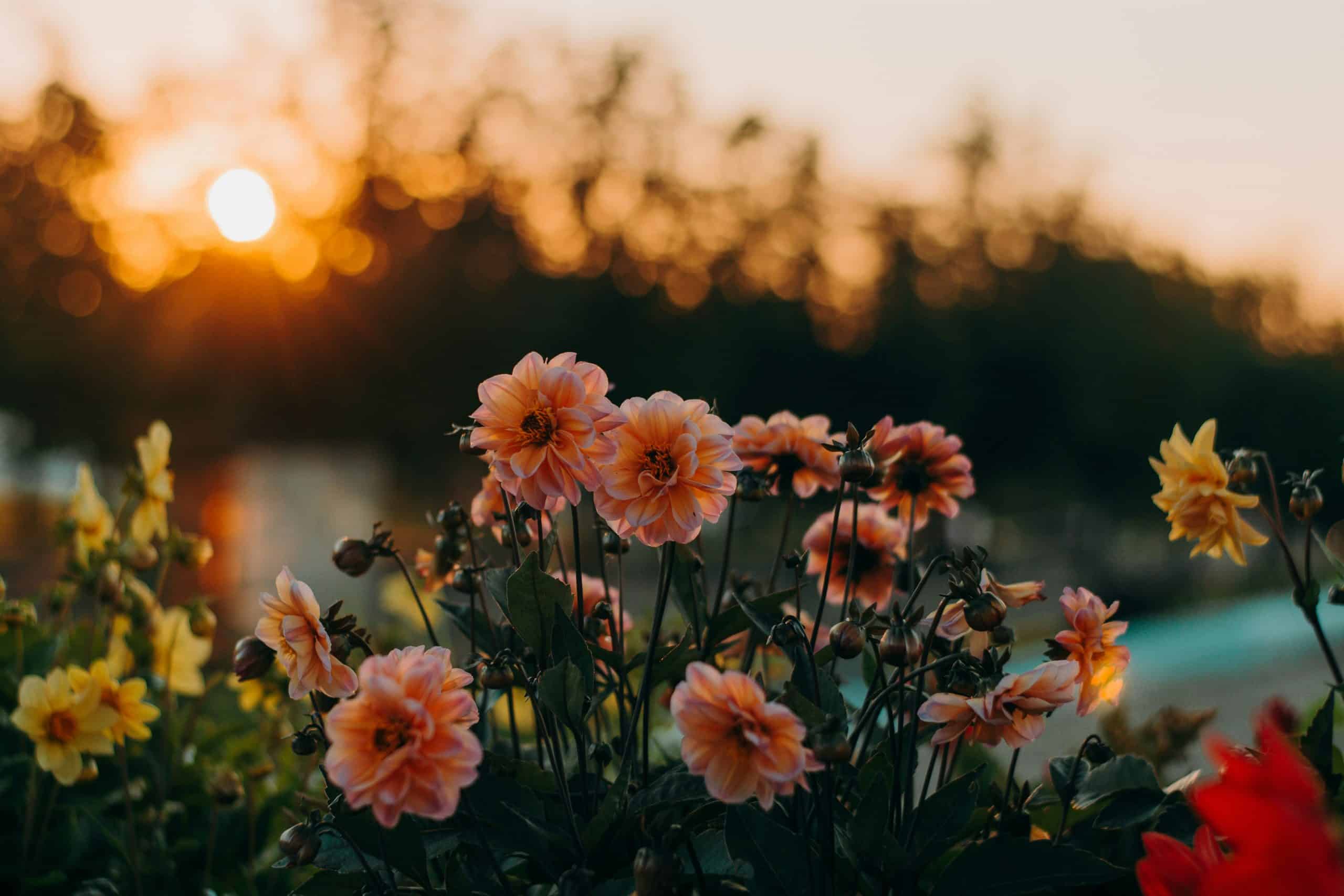 Des dahlias pêche-orange et jaunes fleurissent dans un jardin, baignés par la lumière chaude d'un soleil couchant, créant un arrière-plan flou et lumineux.