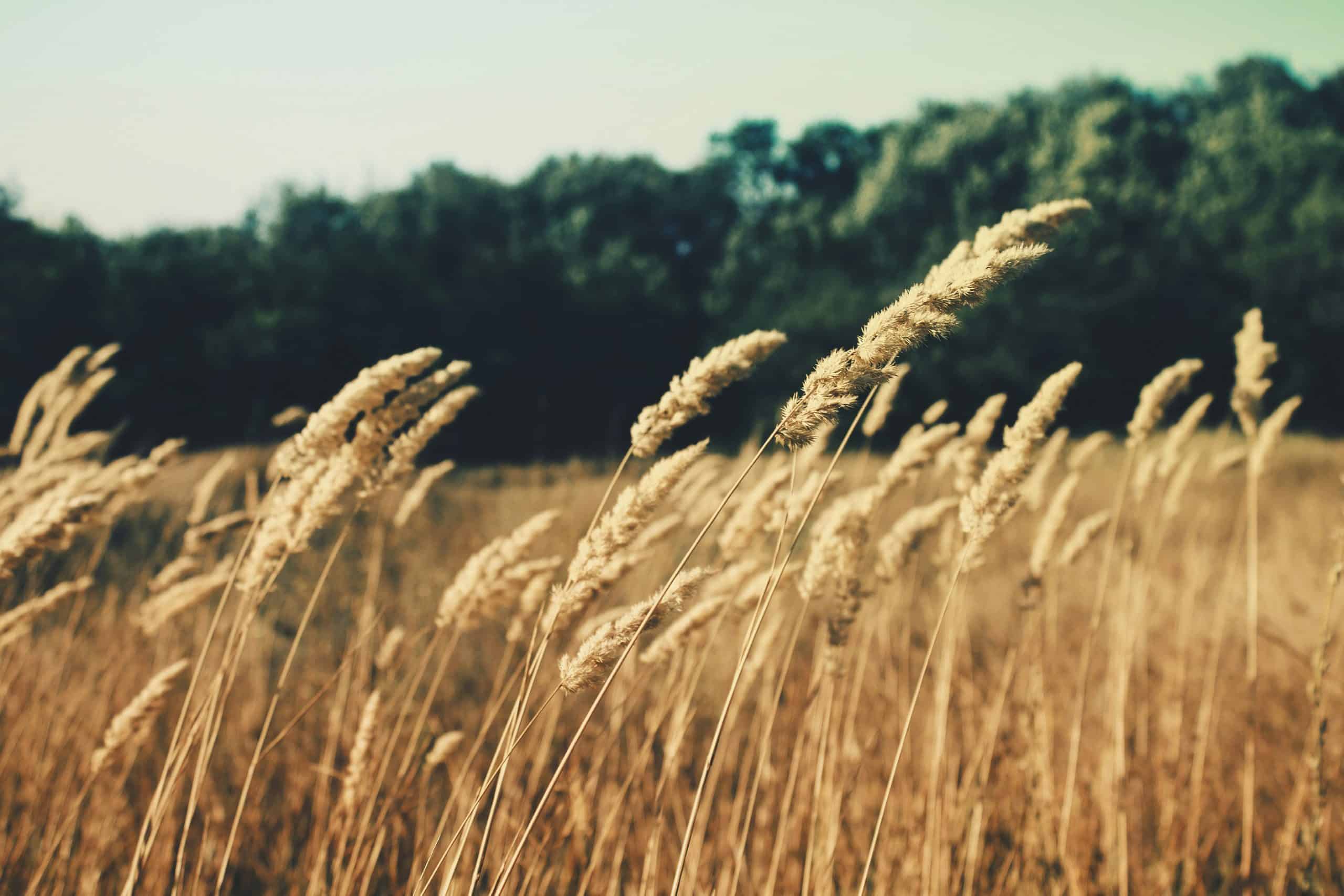 Des épis de graminées dorées se balancent doucement dans un champ ensoleillé, avec une lisière de forêt sombre et un ciel pâle en arrière-plan flou.